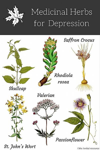 Φυτοθεραπευτικά φυτά για την κατάθλιψη
