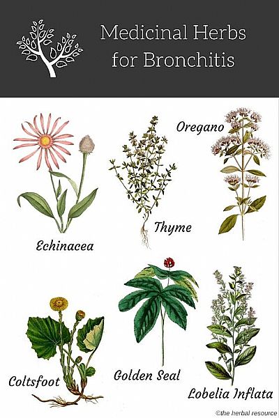 Φυτοθεραπευτικά φυτά για την βρογχίτιδα